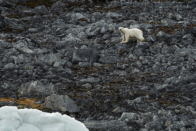 Svalbard - Arctic - 2024