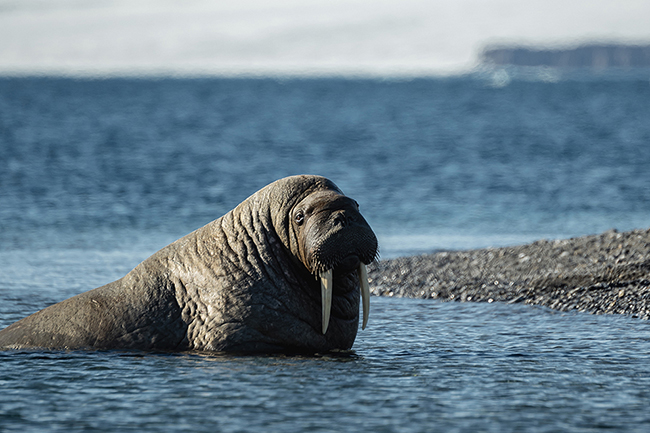 Svalbard - Arctic - 2024