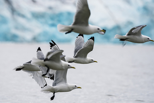 Svalbard - Arctic - 2024
