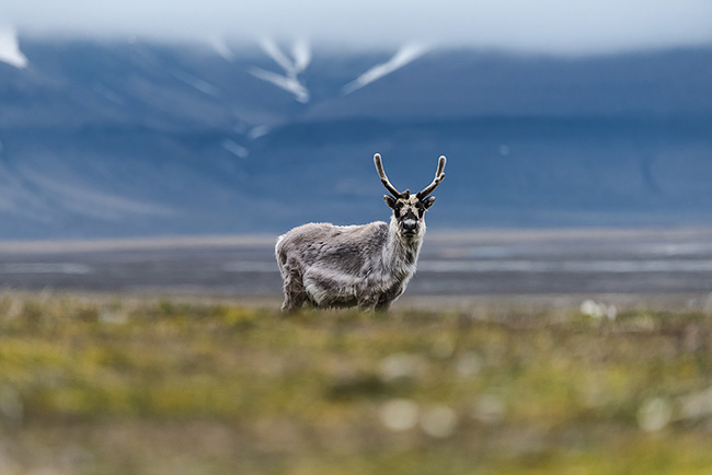 Travel Guillaume Petermann