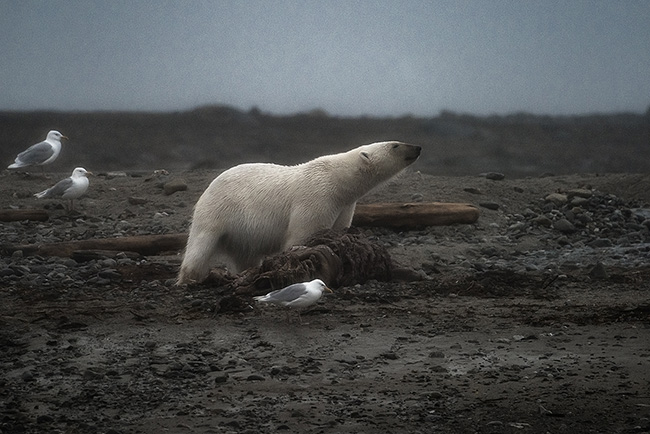 Travel Guillaume Petermann