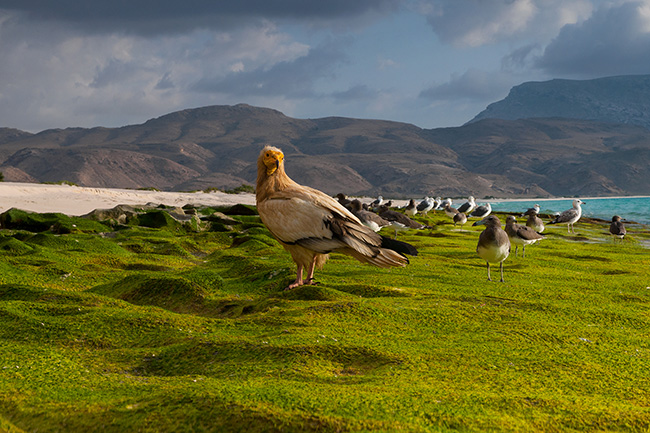 Travel Guillaume Petermann