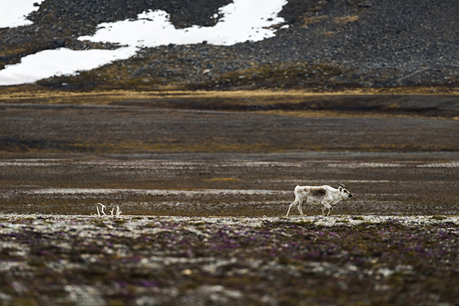 Travel Guillaume Petermann